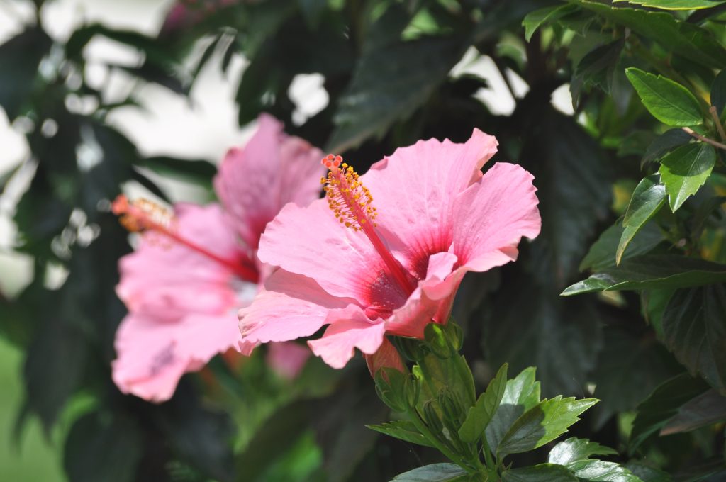 Hibiscus