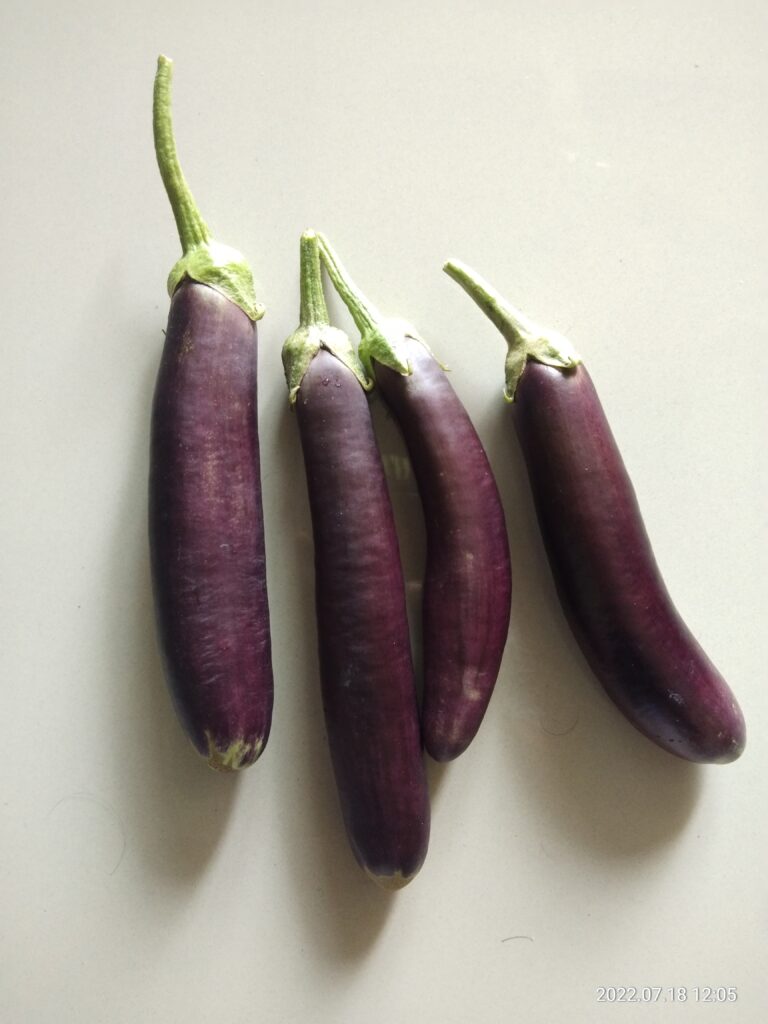 Eggplant